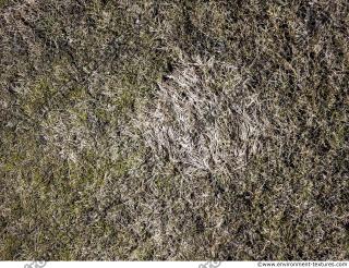 Photo Textures of Ground Grass